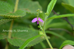 Polygala erioptera